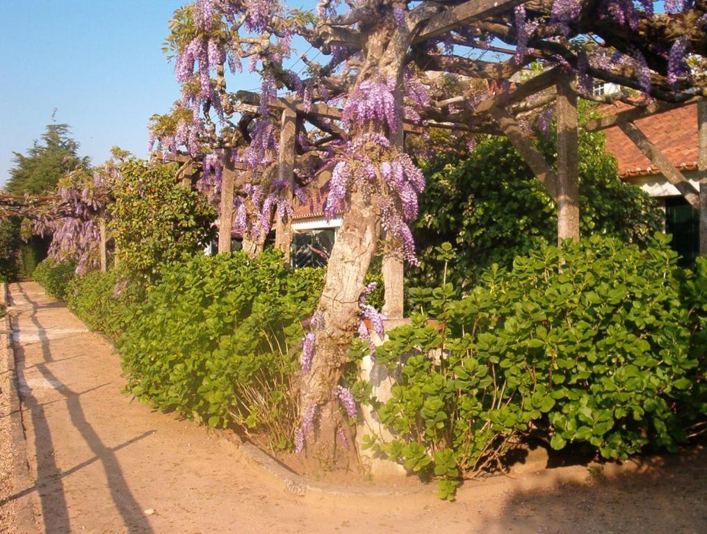 Penzion Quinta Do Casalinho Almeirim Exteriér fotografie